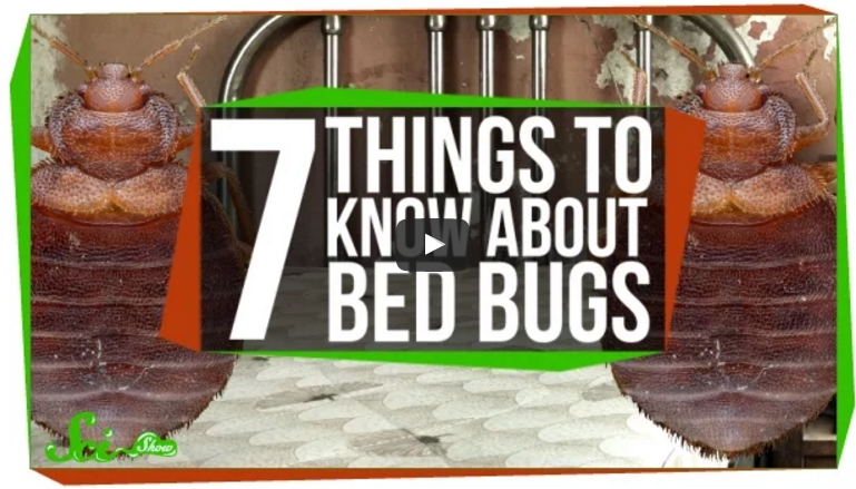 Everything You Need to Know About Bed Bugs  In One Video.png