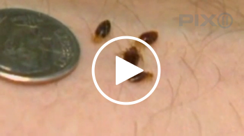 nybedbugs.png